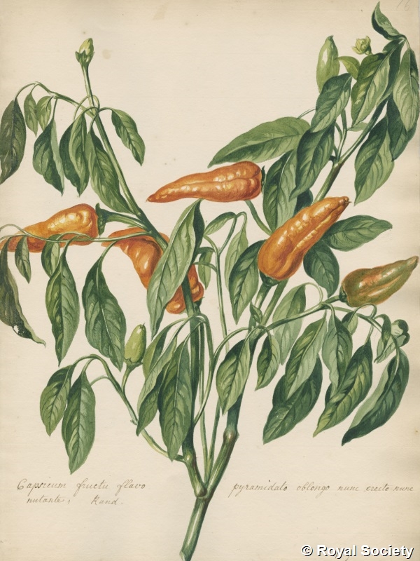 Botanical paintings by Jacob van Huysum and William Sartorius