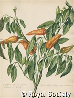 Botanical paintings by Jacob van Huysum and William Sartorius