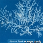 Photographs of British algae: cyanotype impressions