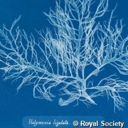 Photographs of British algae: cyanotype impressions