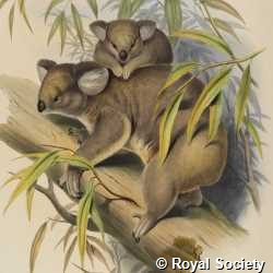 The mammals of Australia