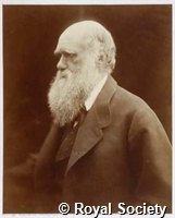 Darwin C, IM 001057a.jpg