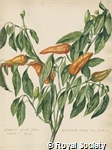 Botanical paintings by Jacob van Huysum and William Sartorius