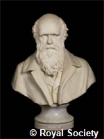 Darwin S0006.jpg