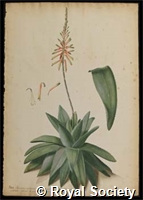 Ehret G D, IM007083.jpg