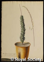 Ehret G D, IM007096.jpg
