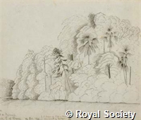 MS 236 25.jpg