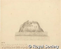 MS 236 33.jpg