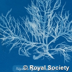Photographs of British algae: cyanotype impressions