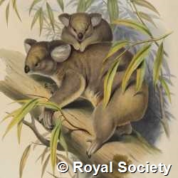 The mammals of Australia